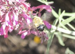 Anthophora montana
