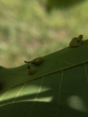 Caryomyia inclinata