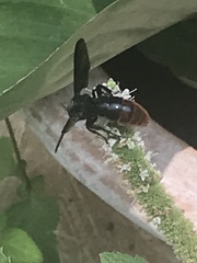 Scolia dubia haematodes