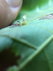 Caryomyia inclinata