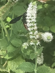 Scolia dubia haematodes