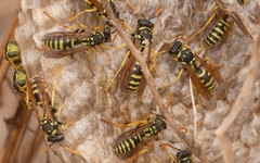 Polistes gallicus
