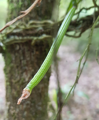Sarcochilus australis