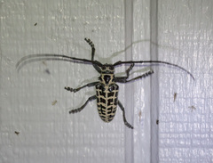 Plectrodera scalator