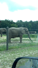 Elephantidae