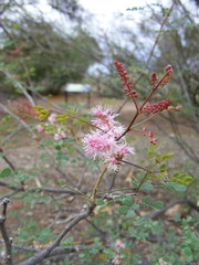 Mimosa distachya laxiflora