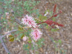 Mimosa distachya laxiflora