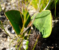 Mairia coriacea