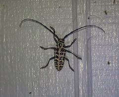 Plectrodera scalator