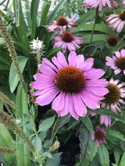 Echinacea purpurea