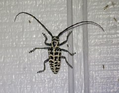 Plectrodera scalator