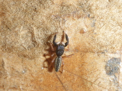 Metacyrba