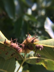 Caryomyia ansericollum