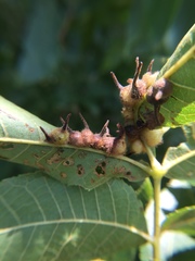 Caryomyia ansericollum