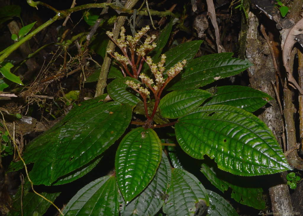 Bertolonia acuminata