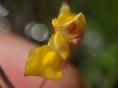 Utricularia simulans