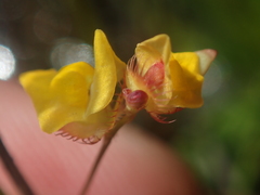 Utricularia simulans