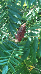Rhus typhina