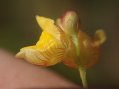 Utricularia simulans