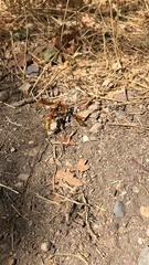 Megarhyssa macrurus icterosticta