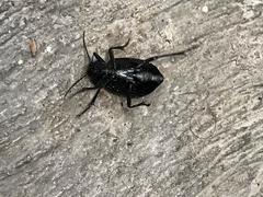 Calosoma peregrinator