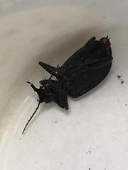 Calosoma peregrinator