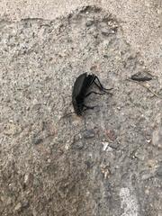 Calosoma peregrinator