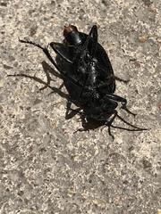 Calosoma peregrinator