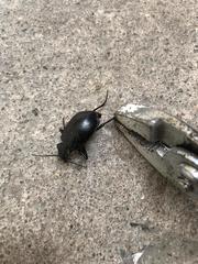 Calosoma peregrinator
