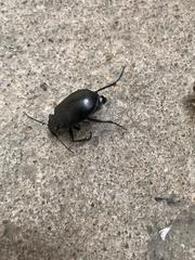 Calosoma peregrinator