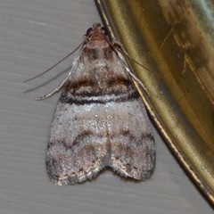 Pococera militella