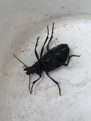 Calosoma peregrinator