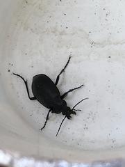 Calosoma peregrinator