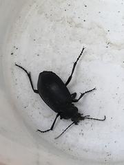 Calosoma peregrinator