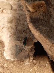 Chrysis angolensis