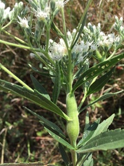 Neolasioptera perfoliata