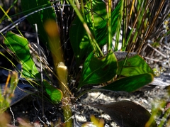 Mairia coriacea