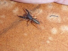 Metacyrba