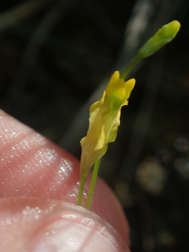 Image of Burmannia flava by no rights reserved