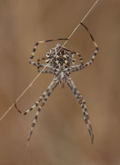 Argiope lobata
