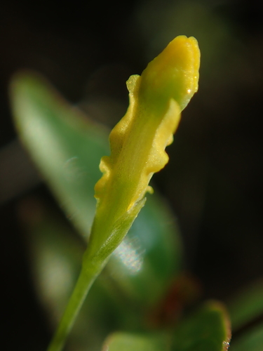 Image of Burmannia flava by no rights reserved
