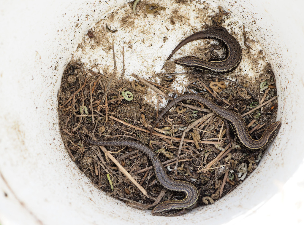 Hawke's Bay Skink