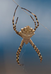 Argiope lobata