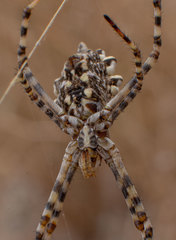 Argiope lobata