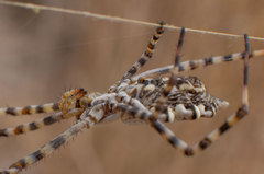 Argiope lobata