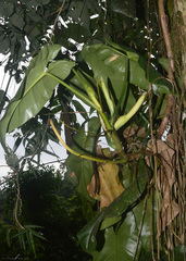 Philodendron appendiculatum
