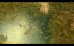 Ctenolabrus rupestris