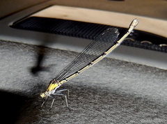 Chromagrion conditum