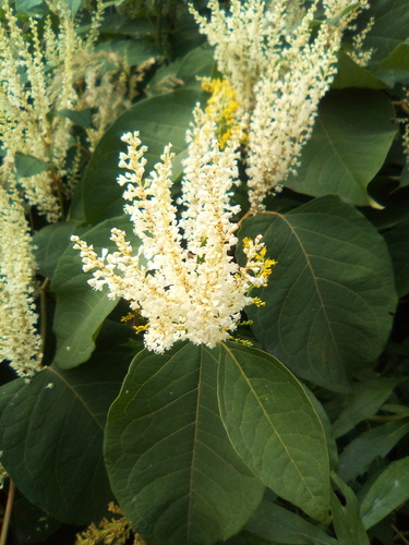 Boheminė reinutrė nuotrauka