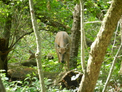 Odocoileus virginianus